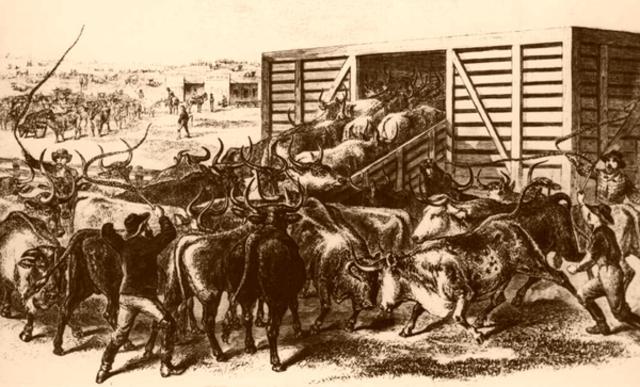 Joseph McCoy established a cattle trading station in kansas