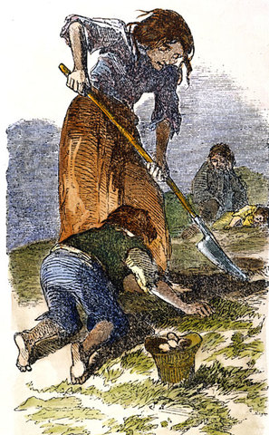 Irish Potato Famine