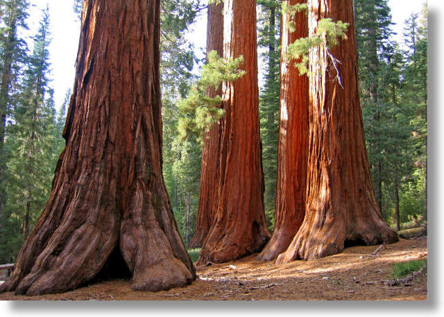 Yosemite and Mariposa Grove