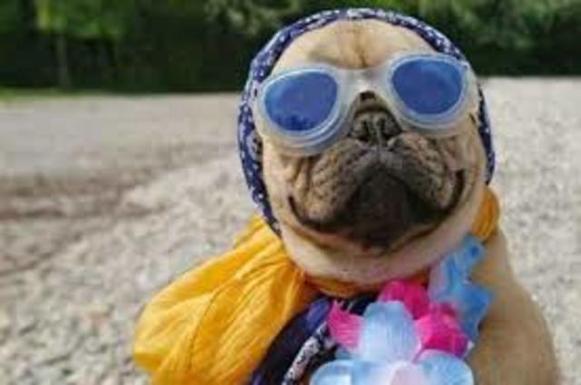 Il Carnevale degli animali