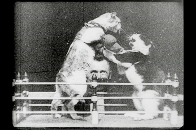 Первый фильм с котами