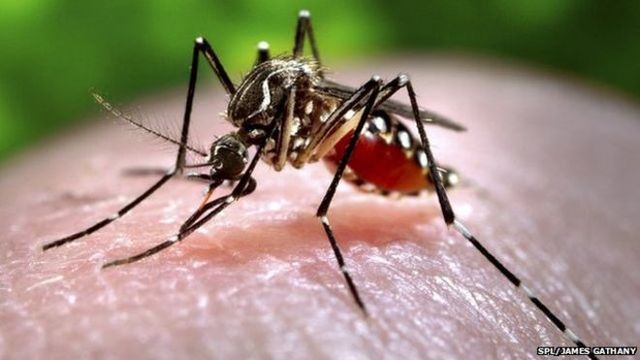 zika virus outbreak