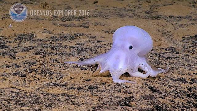 NOAA discover new species of octopod