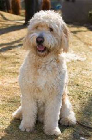 First Family Dog- Cooper