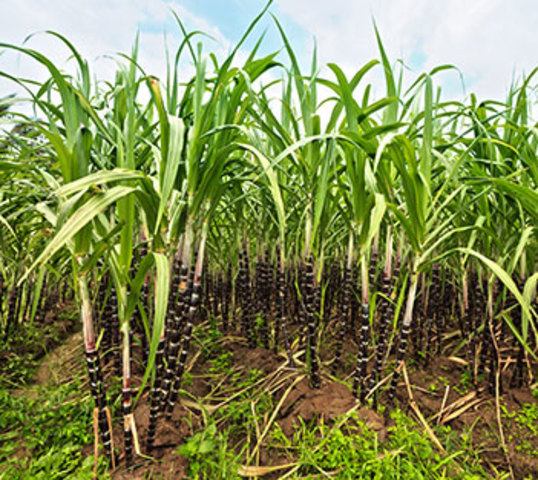 La ley de las 500 Acres