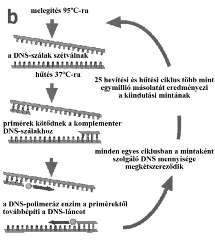 Polimeráz láncreakció