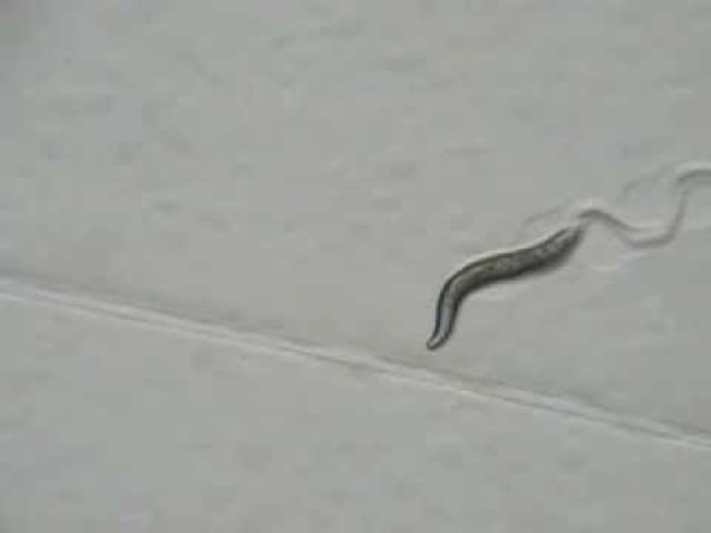 első megszekvenálás