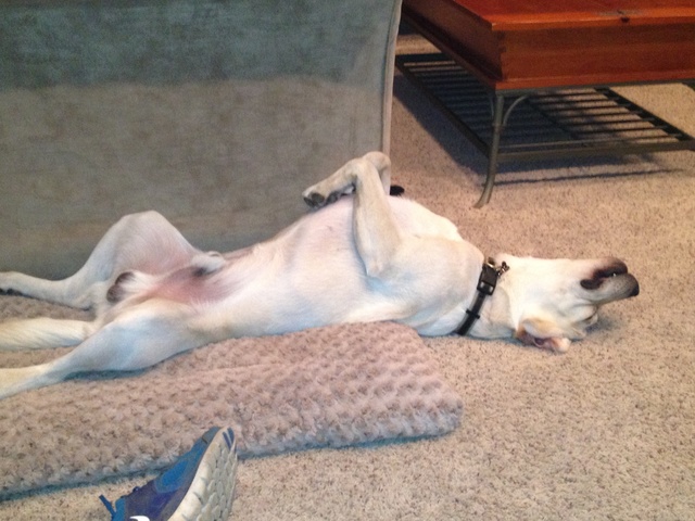 brough dog Diesel home