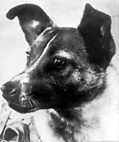 Første pattedyr i rommet- Laika