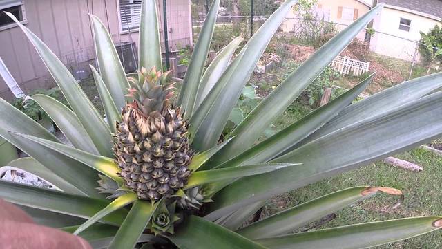 Alaska/Hawaii Picture