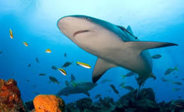 la Convención sobre pesca y conservación de los recursos vivos de la alta mar. Organización de las Naciones Unidas