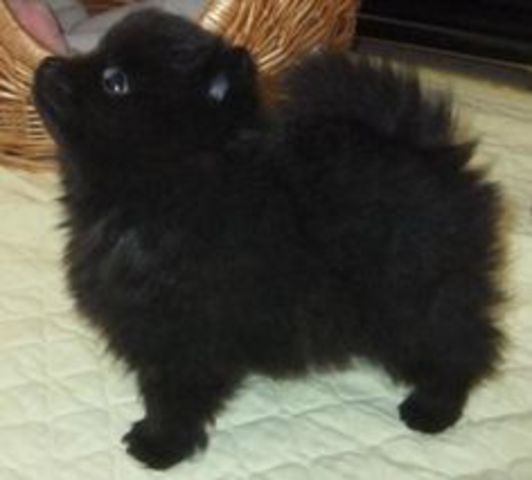 Getting My dog Vader