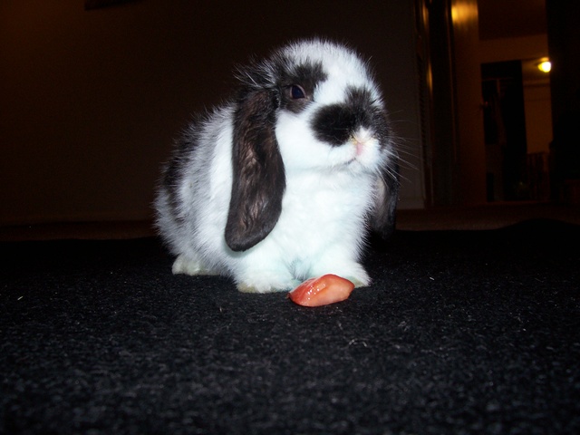 Got my bunny Oreo
