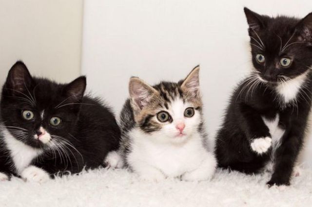 I got my three kittens. One in which turned into a devil.