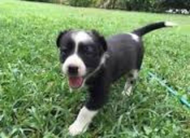 we got our first dog