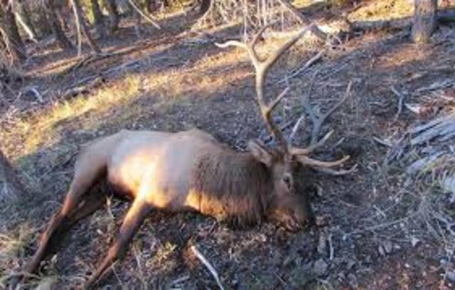 i shot my first elk
