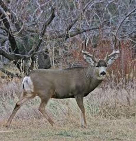 i shot my first mule deer