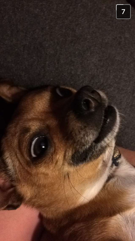 Got a new puppy age 10