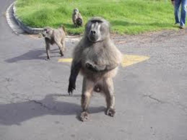 Cabo da Boa ESperança