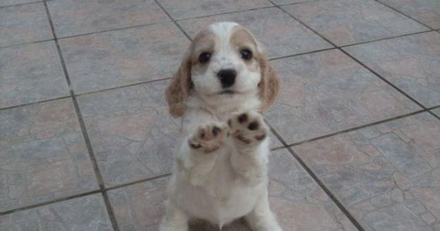 los reyes me trajeron a mi perro