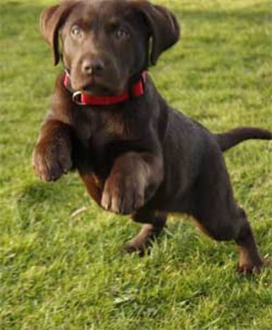 me regalaron a mi perrito