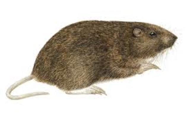 Noronhomys vespuccii