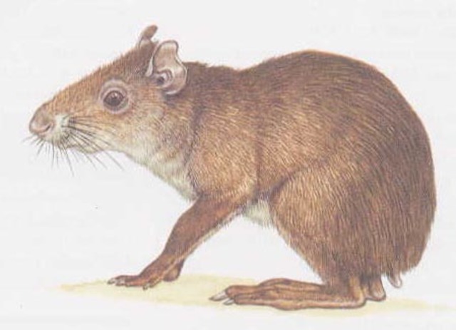 Plagiodontia ipnaeum