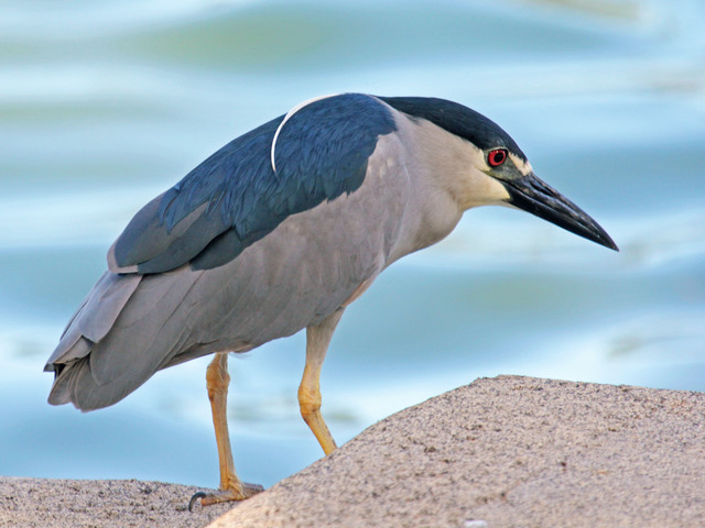 Ascension night heron