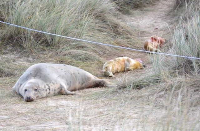 Twin Grey Seal Pups a First in the Wild