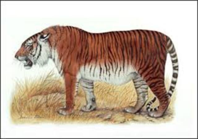 Caspian tiger