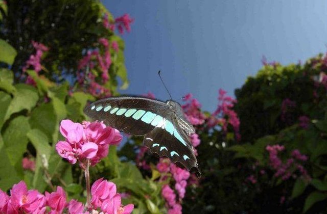 Butterfly Holds Record Number of Vision Cells in Its Eyes