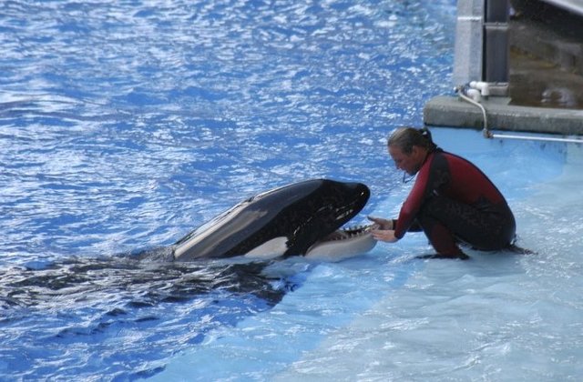 Famed 'Blackfish' Killer Whale Tilikum Gravely Ill