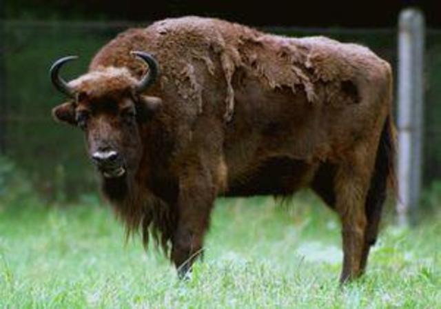 Carpathian wisent