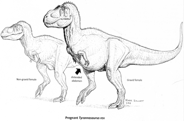 Pregnant T. rex Found, May Contain DNA