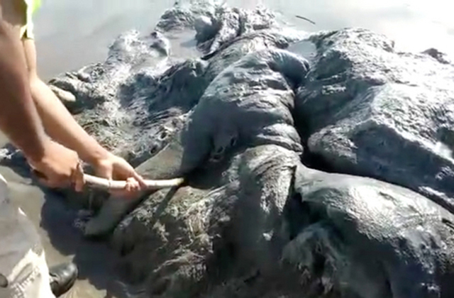 Beached 'Sea Monster' Just a Whale's Head