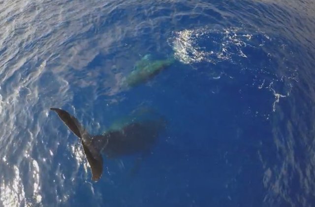 Humpback Whale Swims in a Headstand in Rare Footage