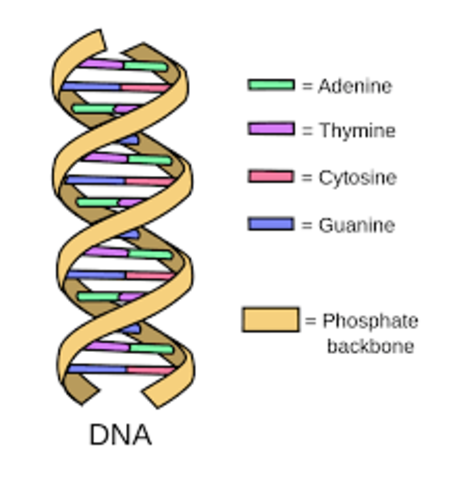 DNA Double Helix Discovered
