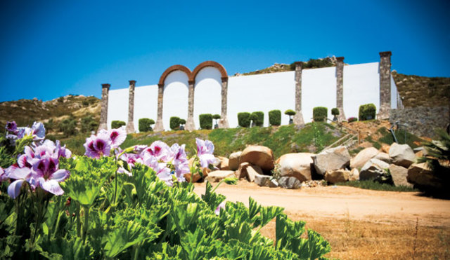 Inicios de las vinicolas