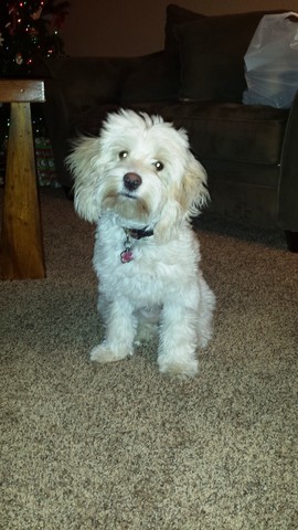 Get my very first dog