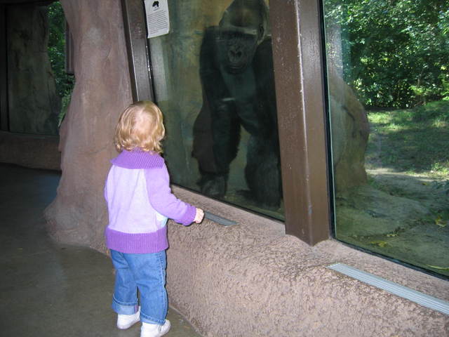 I met this gorilla.