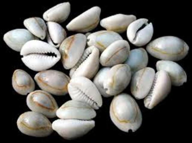1200 BC- Cowrie Shells