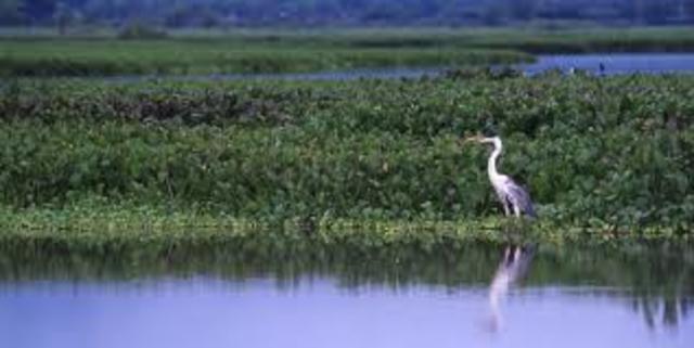 CONVENCIÓN RELATIVA A LOS HUMEDALES DE IMPORTANCIA INTERNACIONAL RAMSAR