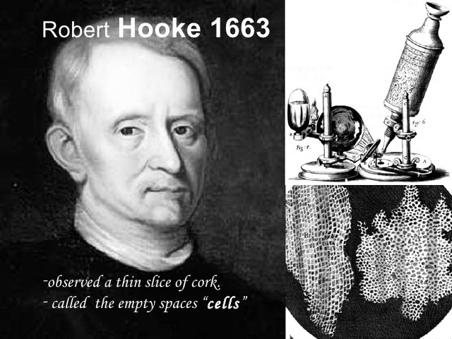nel 1663 Robert Hooke osserva per la prima volta che il sughero è costituito da piccole cellette vuote (nel sughero le cellule sono morte) cui diede il nome di cellule (piccole celle o stanze)