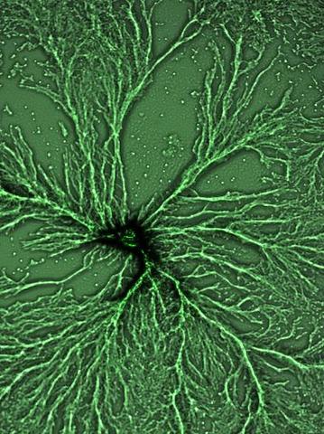 First Multicelluar life