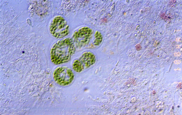 First Eukaryotes on Earth