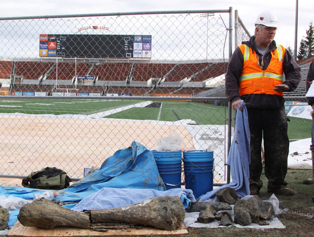 Mammoth remains found at O.S.U. football stadium