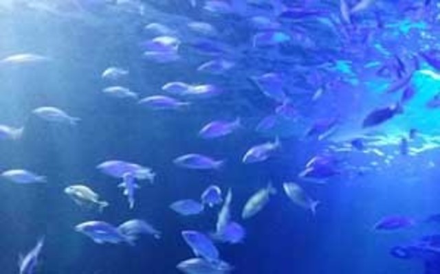 Convención sobre pesca y conservación de los recursos vivos de la alta mar