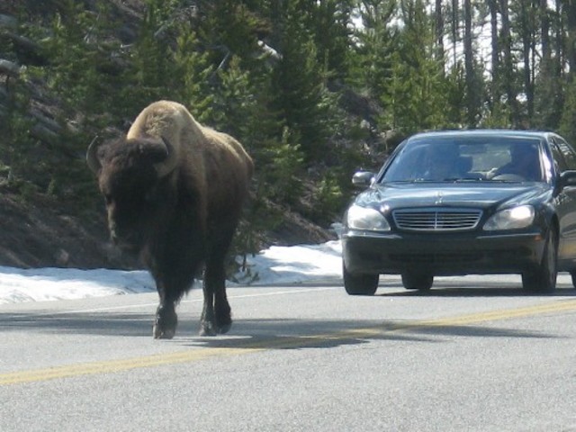 Bison and the First Nations