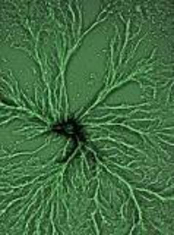 First multicellular life