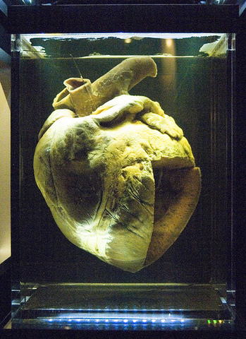 Phar Lap's heart was stuffed